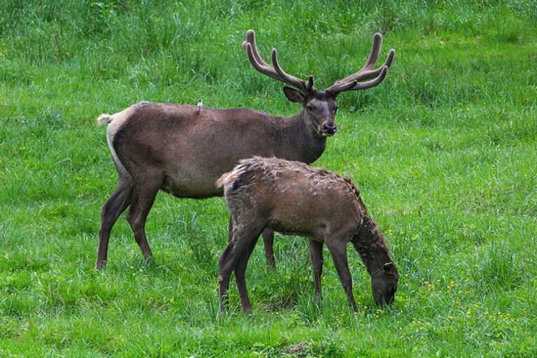 В Госдуме раскритиковали идею создать турмаршруты в заповедниках