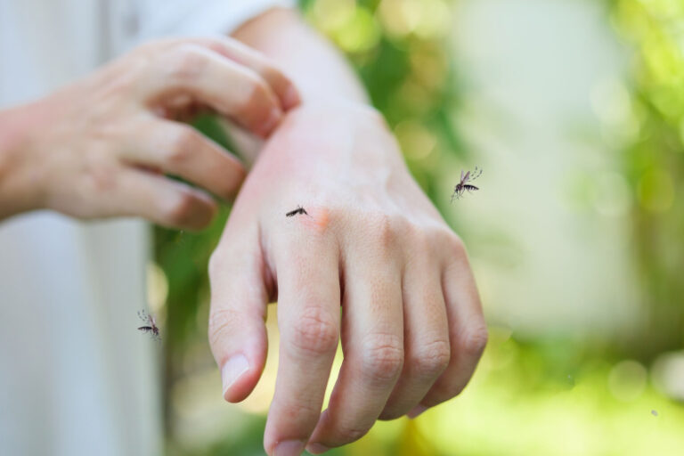 Что делает с людьми лихорадка чикунгунья, есть ли угроза для России?