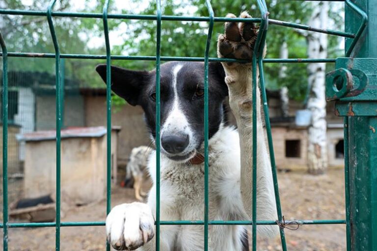 Россиянам объяснили, почему не стоит брать питомцев у заводчиков