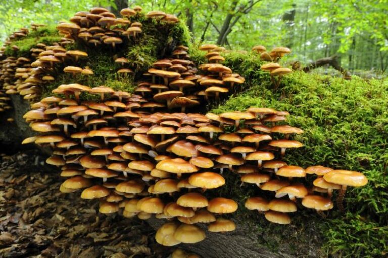 В Роспотребнадзоре рассказали, чем хороши опята