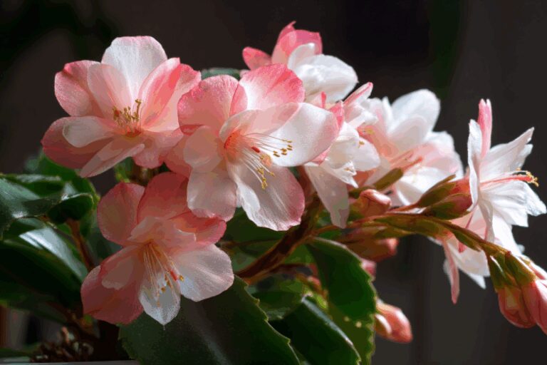 Как заставить декабрист цвести к зиме: два простых шага в сентябре, которые обеспечат яркое цветение в декабре