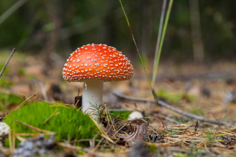 Миколог развеял главный миф о ядовитых грибах