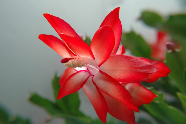 Один полив в октябре — всю зиму пышное цветение! Декабрист порадует цветами в стужу и морозы