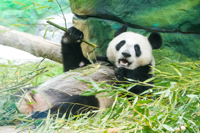 Панда Катюша в зоопарке Москвы: последние новости 15 сентября, фото, видео