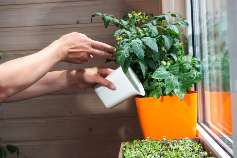 Раскрыто, как разбить грядку на балконе зимой