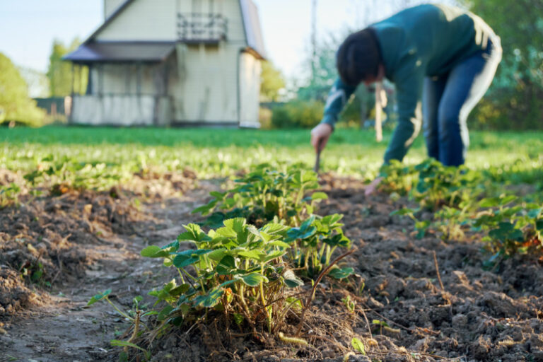 Секретные соседи для клубники — урожай будет сладким и крупным