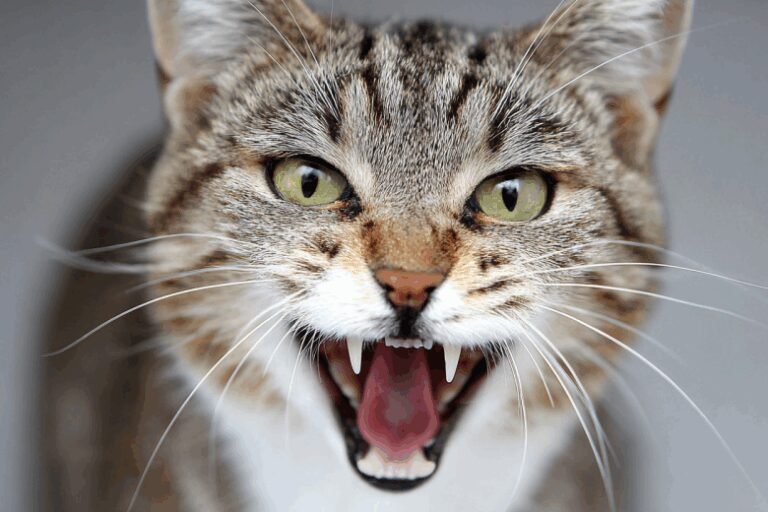 Тайный язык кошек: что скрывают привычные звуки питомца