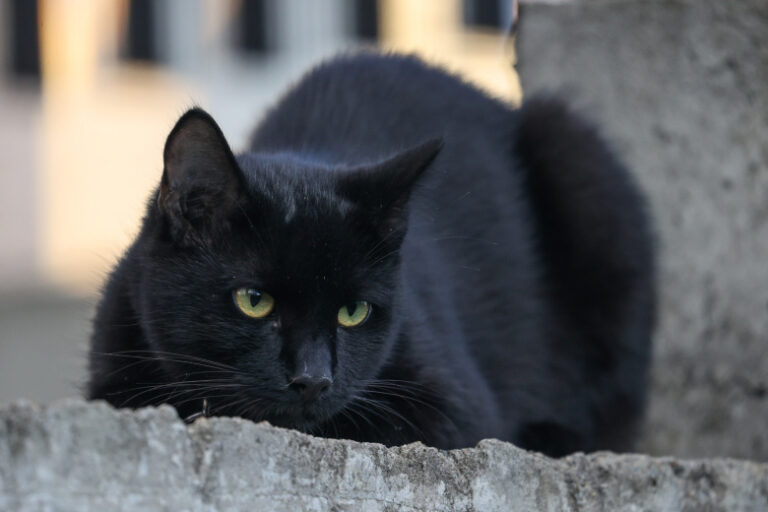 В Госдуме рассказали, сколько животных ежегодно выбрасывают дачники
