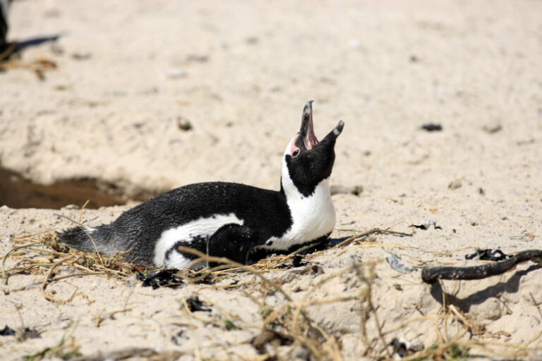 Десятки тысяч пингвинов погибли из-за голода