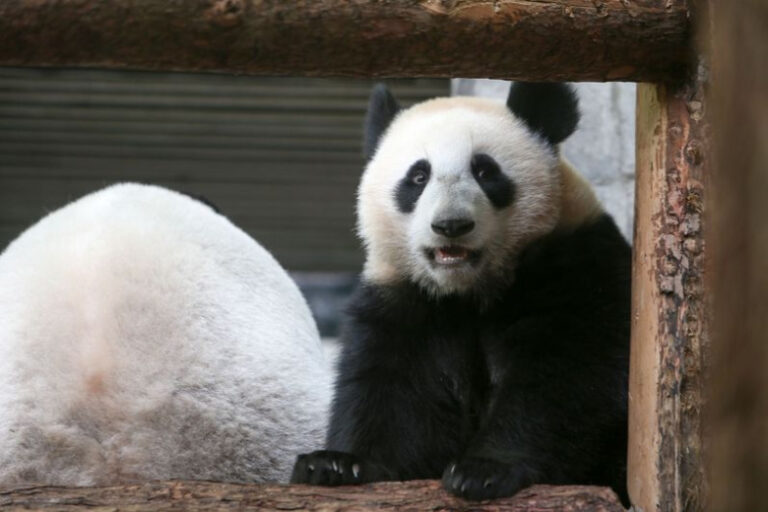 Панда Катюша в зоопарке Москвы: последние новости 7 января, фото, видео