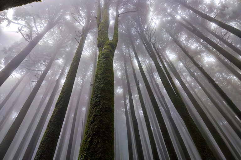 Эколог получила престижную награду за объятия с деревом