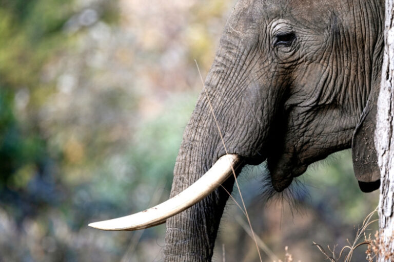 «Мертвый» слон убил женщину во время селфи