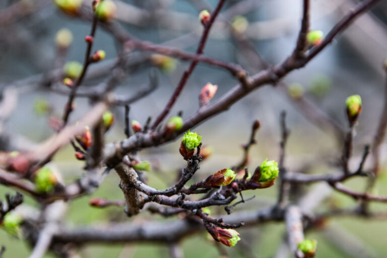 Синоптик раскрыл, окончательно ли Москва прощается со снегом